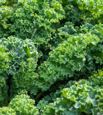 Fresh green kale leaves illustrate how proper preparation and cooking methods affect kale nutrient retention