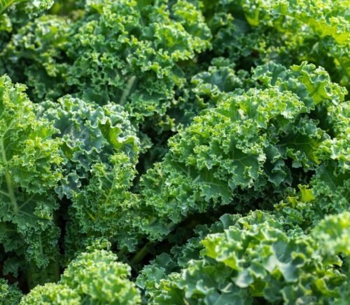 Fresh green kale leaves illustrate how proper preparation and cooking methods affect kale nutrient retention