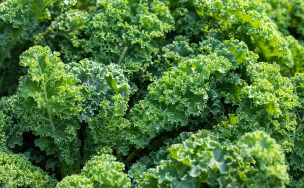 Fresh green kale leaves illustrate how proper preparation and cooking methods affect kale nutrient retention