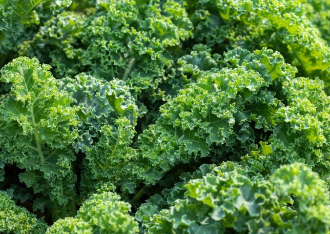 Fresh green kale leaves illustrate how proper preparation and cooking methods affect kale nutrient retention