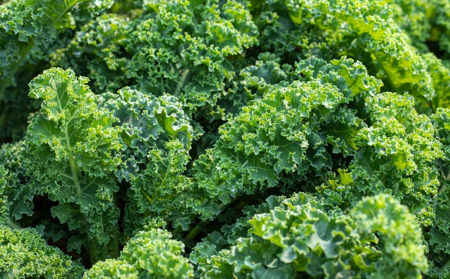 Fresh green kale leaves illustrate how proper preparation and cooking methods affect kale nutrient retention