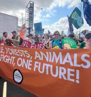 Photo shows World Animal Protection and other activists demonstrating in the COP30 People's March in November
