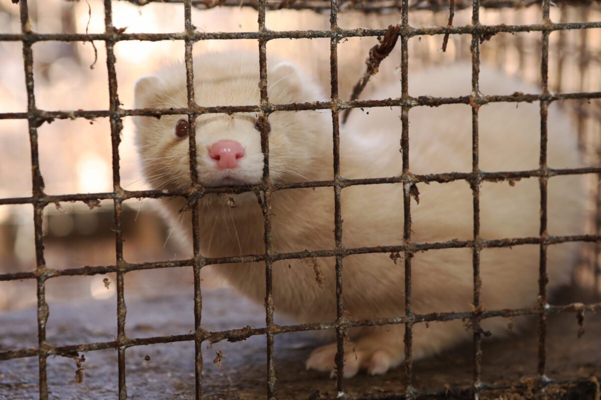 Photo shows a photo of a caged mink on a fur farm. Rick Owens just announced a fur ban, and removed the mink fur handbags from its website