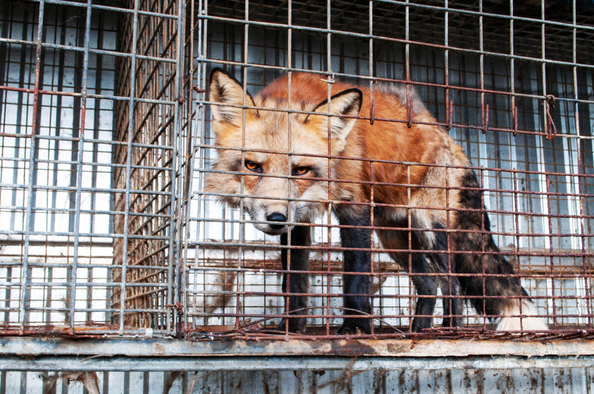 Photo shows a fox in a cage on a fur farm. Farmed fox fur is specifically include in the New York Fashion Week fur ban