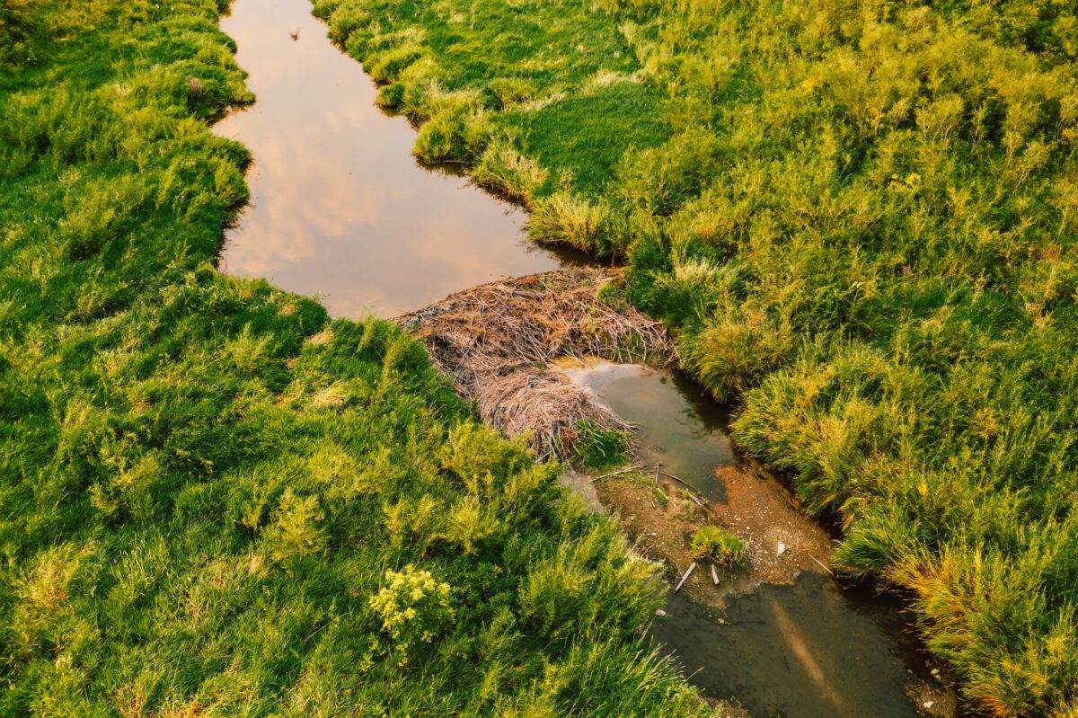 Photo shows a large beaver dam in a river