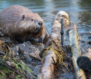 Photo shows a beaver moving sticks and logs at the edge of a river. Norfolk, an English county in the UK, has its first wild beaver in over 500 years