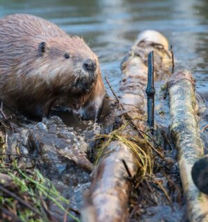 Photo shows a beaver moving sticks and logs at the edge of a river. Norfolk, an English county in the UK, has its first wild beaver in over 500 years