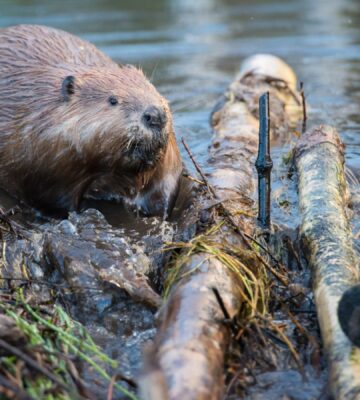 Photo shows a beaver moving sticks and logs at the edge of a river. Norfolk, an English county in the UK, has its first wild beaver in over 500 years