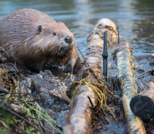 Photo shows a beaver moving sticks and logs at the edge of a river. Norfolk, an English county in the UK, has its first wild beaver in over 500 years