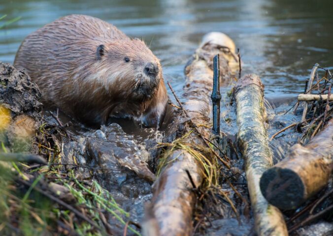 Photo shows a beaver moving sticks and logs at the edge of a river. Norfolk, an English county in the UK, has its first wild beaver in over 500 years