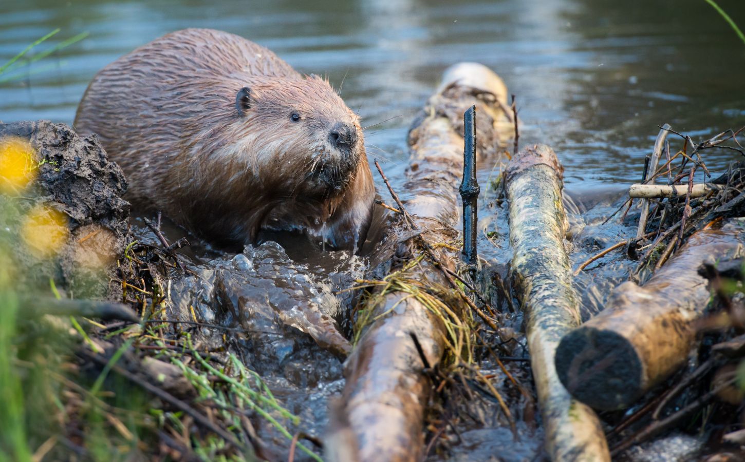 Photo shows a beaver moving sticks and logs at the edge of a river. Norfolk, an English county in the UK, has its first wild beaver in over 500 years