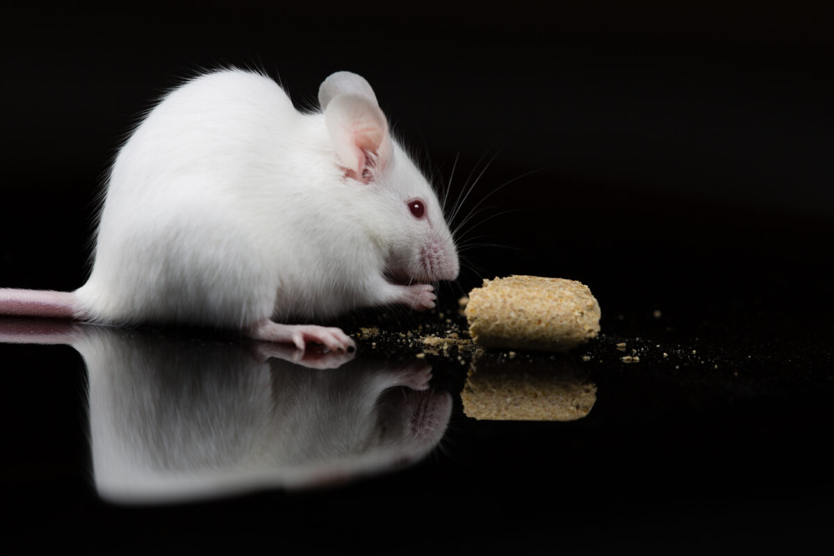 Photo shows a mouse eating a cookie on a black reflective surface. Mondelēz International, the major confectionary multinational behind Oreos, has officially ceased all animal testing