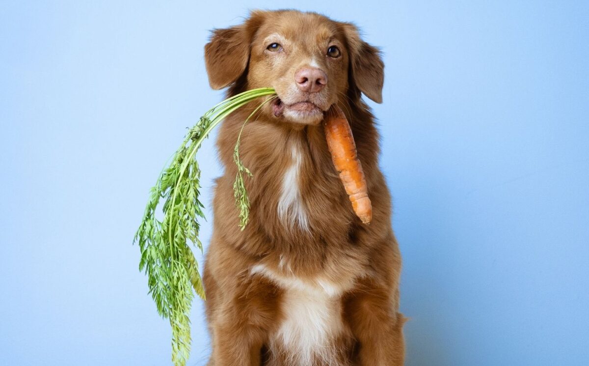 Photo shows a working dog with a carrot in his mouth against a blue background