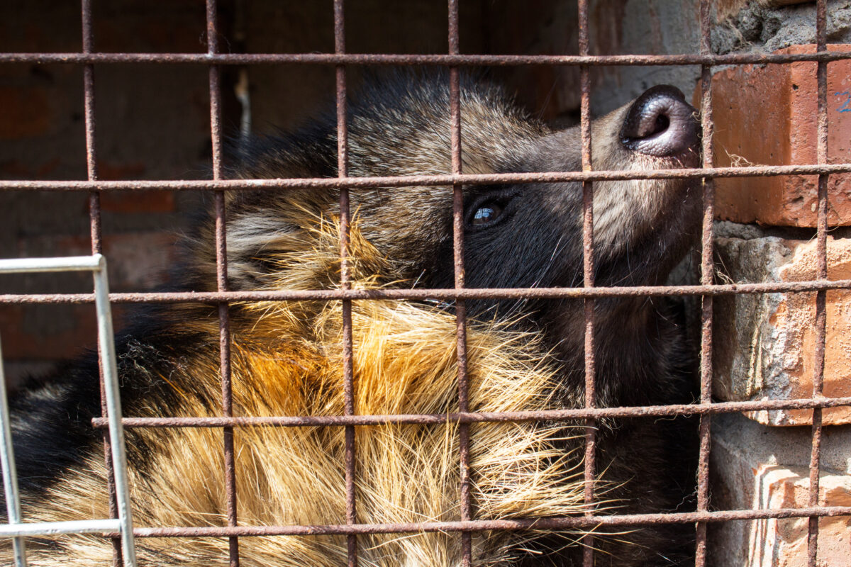Photo shows a raccoon dog - an animal that is farmed for its fur - inside a small rusty cage