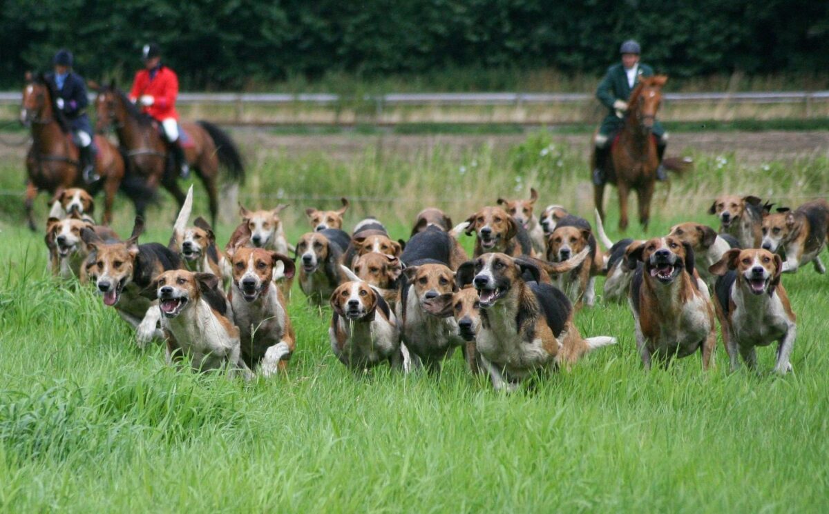 Photo shows two huntsmen and a pack of hounds following a scent near to a busy road. The UK's new animal welfare strategy seeks to ban trail hunting.