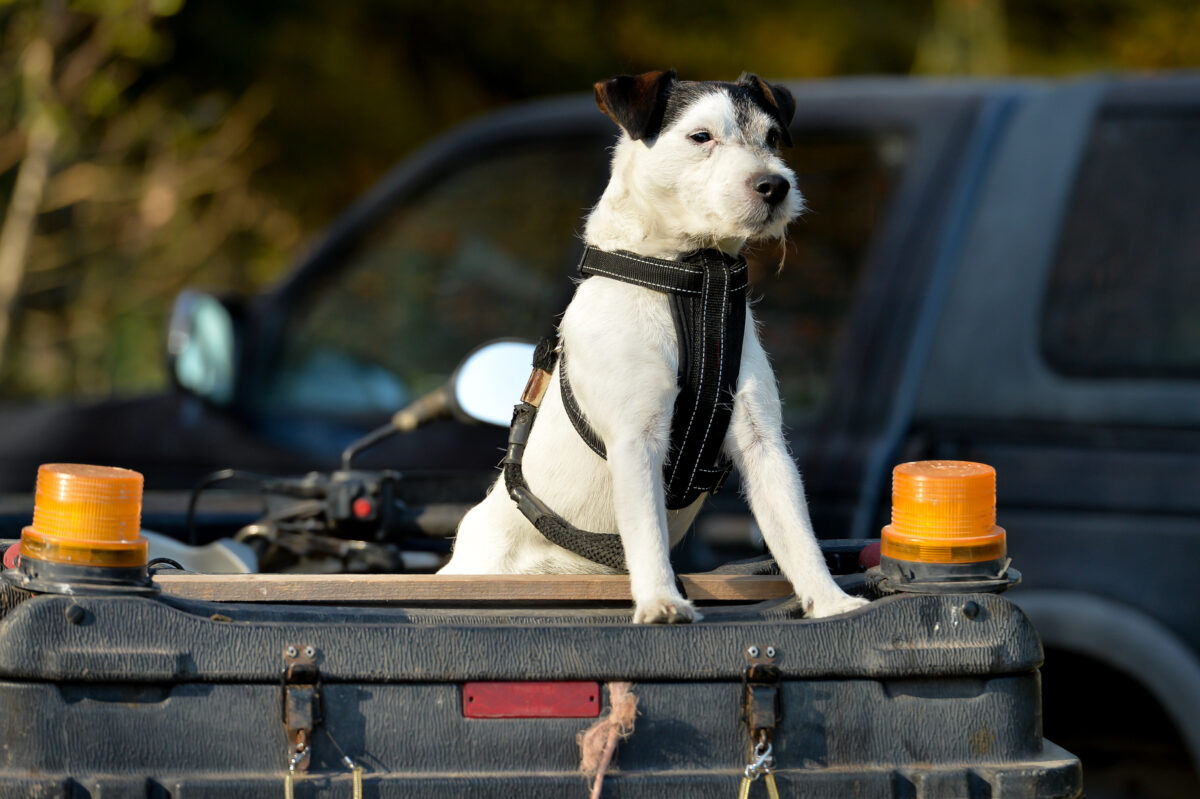 Photo shows a dog standing on the back of a quad bike. "Terriermen," who often accompany the hunt with a quad bike containing a terrier for digging out wild animals, have been a source of criticism for so-called legal hunting for years. The British Hound Sports Association (BHSA), banned their presence - particularly wearing masks - at all hunts before Christmas