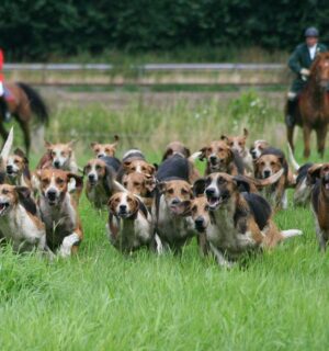 Photo shows two huntsmen and a pack of hounds following a scent near to a busy road. The UK's new animal welfare strategy seeks to ban trail hunting.