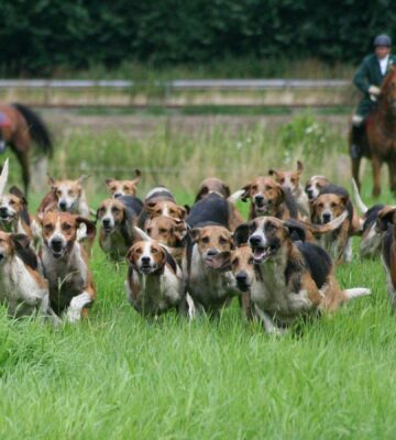 Photo shows two huntsmen and a pack of hounds following a scent near to a busy road. The UK's new animal welfare strategy seeks to ban trail hunting.
