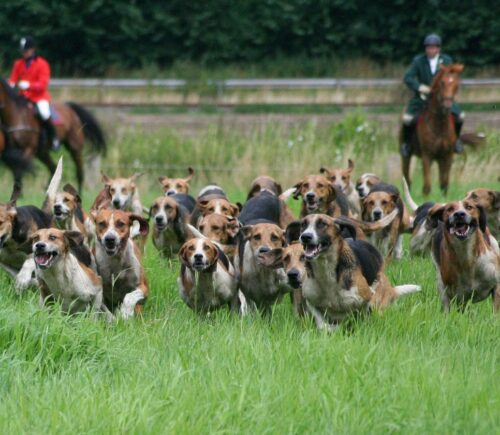 Photo shows two huntsmen and a pack of hounds following a scent near to a busy road. The UK's new animal welfare strategy seeks to ban trail hunting.