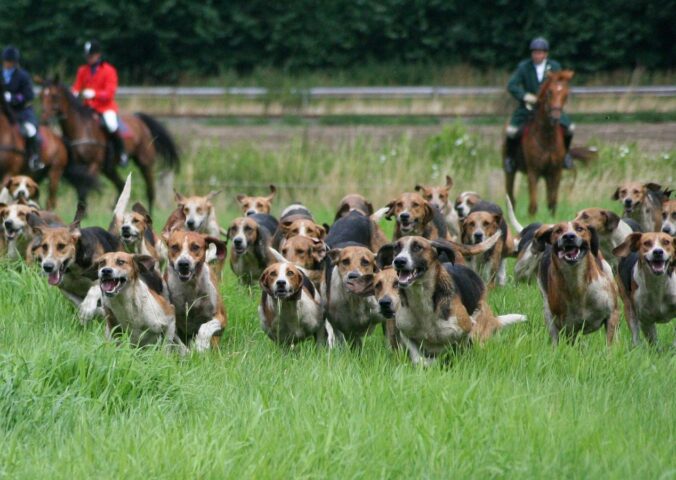 Photo shows two huntsmen and a pack of hounds following a scent near to a busy road. The UK's new animal welfare strategy seeks to ban trail hunting.