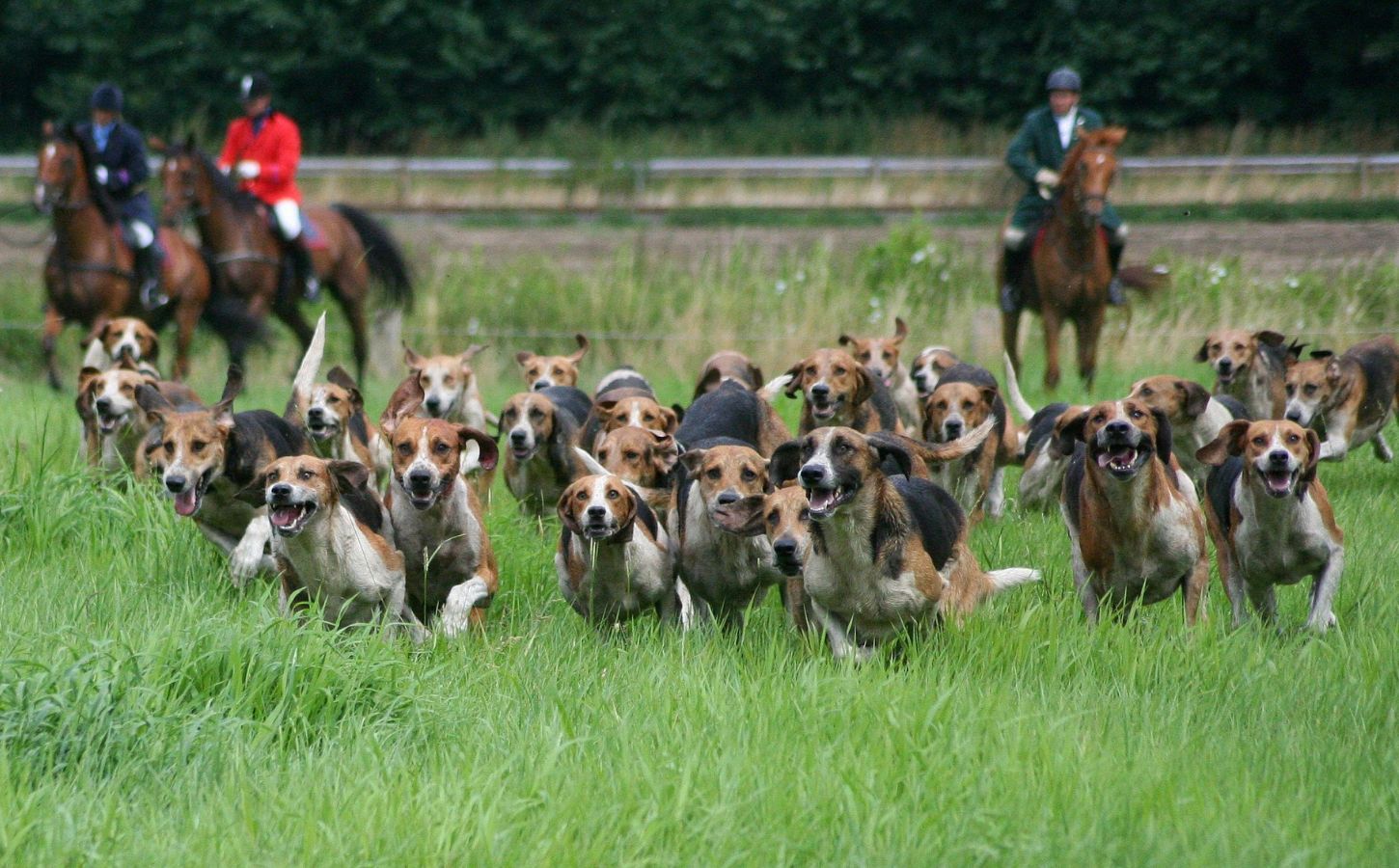 Photo shows two huntsmen and a pack of hounds following a scent near to a busy road. The UK's new animal welfare strategy seeks to ban trail hunting.