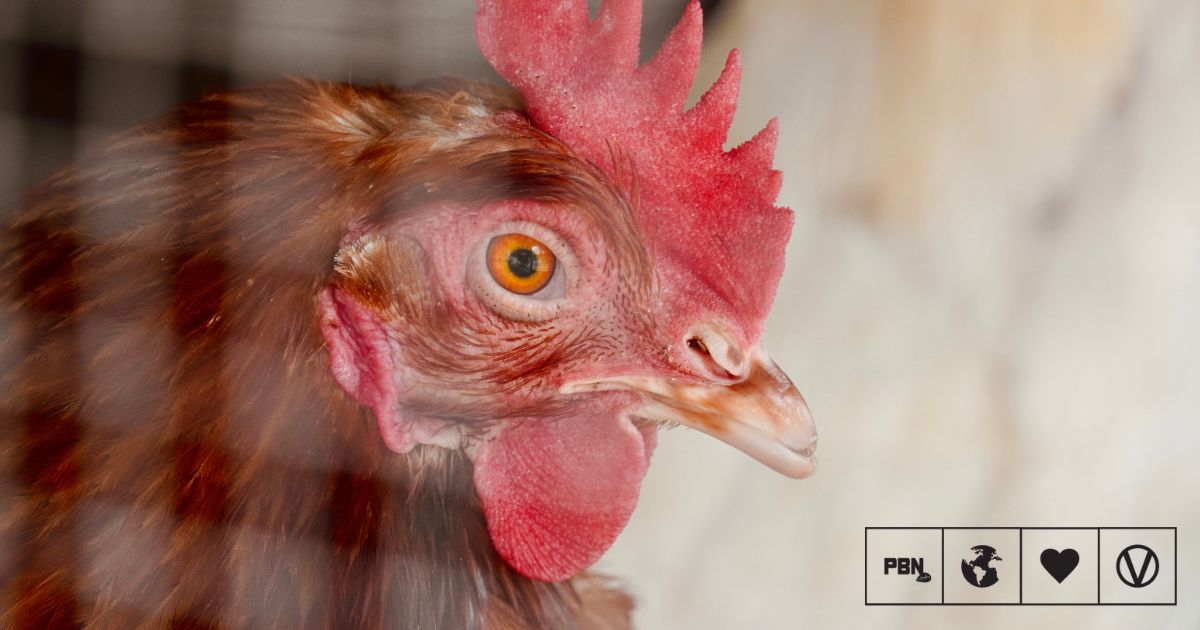 The UK Could Eliminate Caged Eggs By 2032