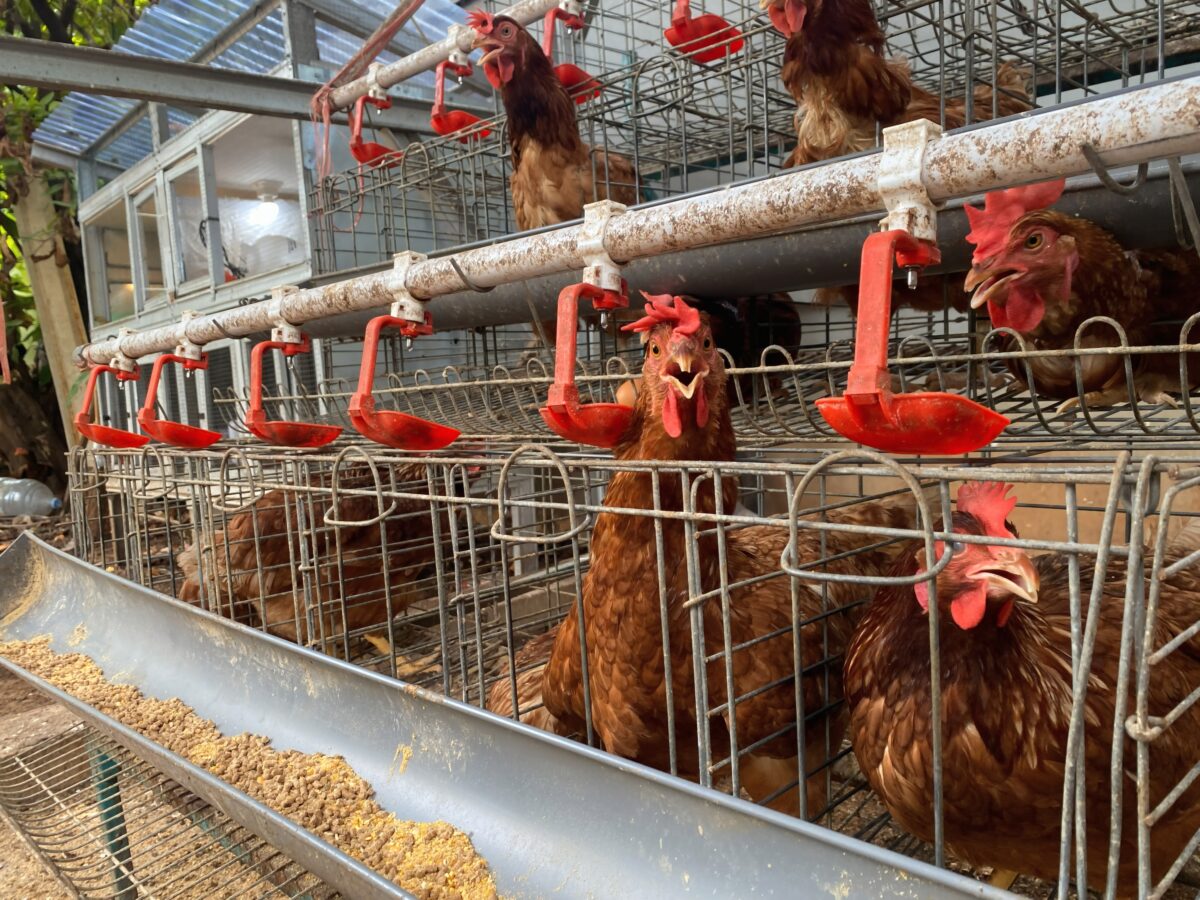 Photo shows several chickens in small, wire cages