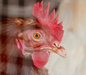 Photo shows a close-up of a hen in a wire cage. The UK just launched a consultation on colony cages, and could eliminated caged eggs by 2032