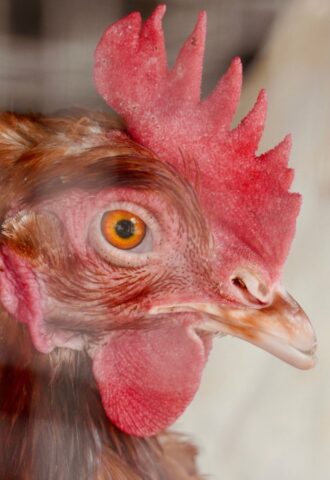 Photo shows a close-up of a hen in a wire cage. The UK just launched a consultation on colony cages, and could eliminated caged eggs by 2032
