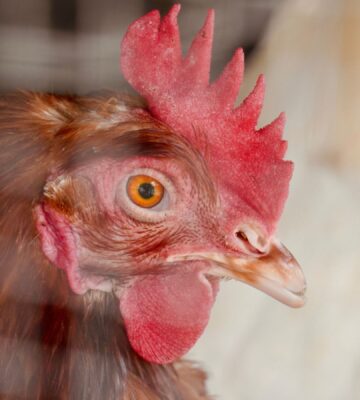 Photo shows a close-up of a hen in a wire cage. The UK just launched a consultation on colony cages, and could eliminated caged eggs by 2032