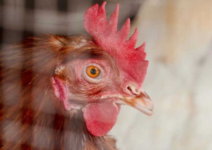 Photo shows a close-up of a hen in a wire cage. The UK just launched a consultation on colony cages, and could eliminated caged eggs by 2032