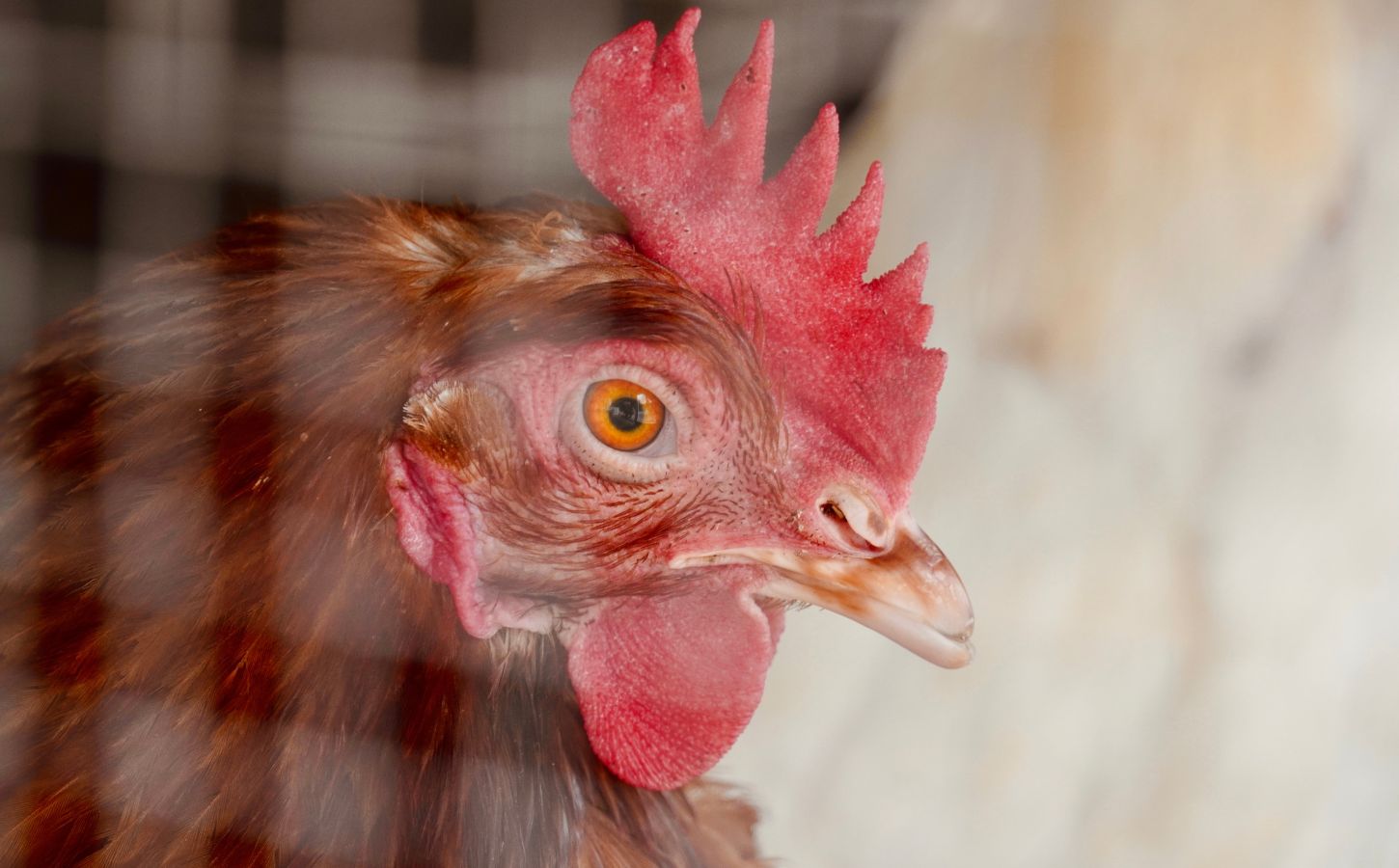 Photo shows a close-up of a hen in a wire cage. The UK just launched a consultation on colony cages, and could eliminated caged eggs by 2032