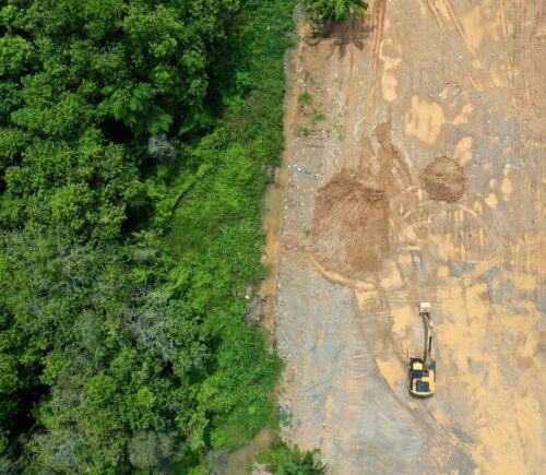 The new US nutrition guidelines emphasize resource-intensive animal foods like beef, cheese, milk, and butter, and animal agriculture is already a leading cause of deforestation