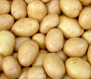 Shot of harvested potato tubers to illustrate article about man who goes on a potato-only diet