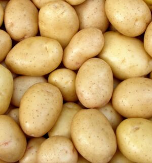Shot of harvested potato tubers to illustrate article about man who goes on a potato-only diet