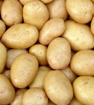 Shot of harvested potato tubers to illustrate article about man who goes on a potato-only diet