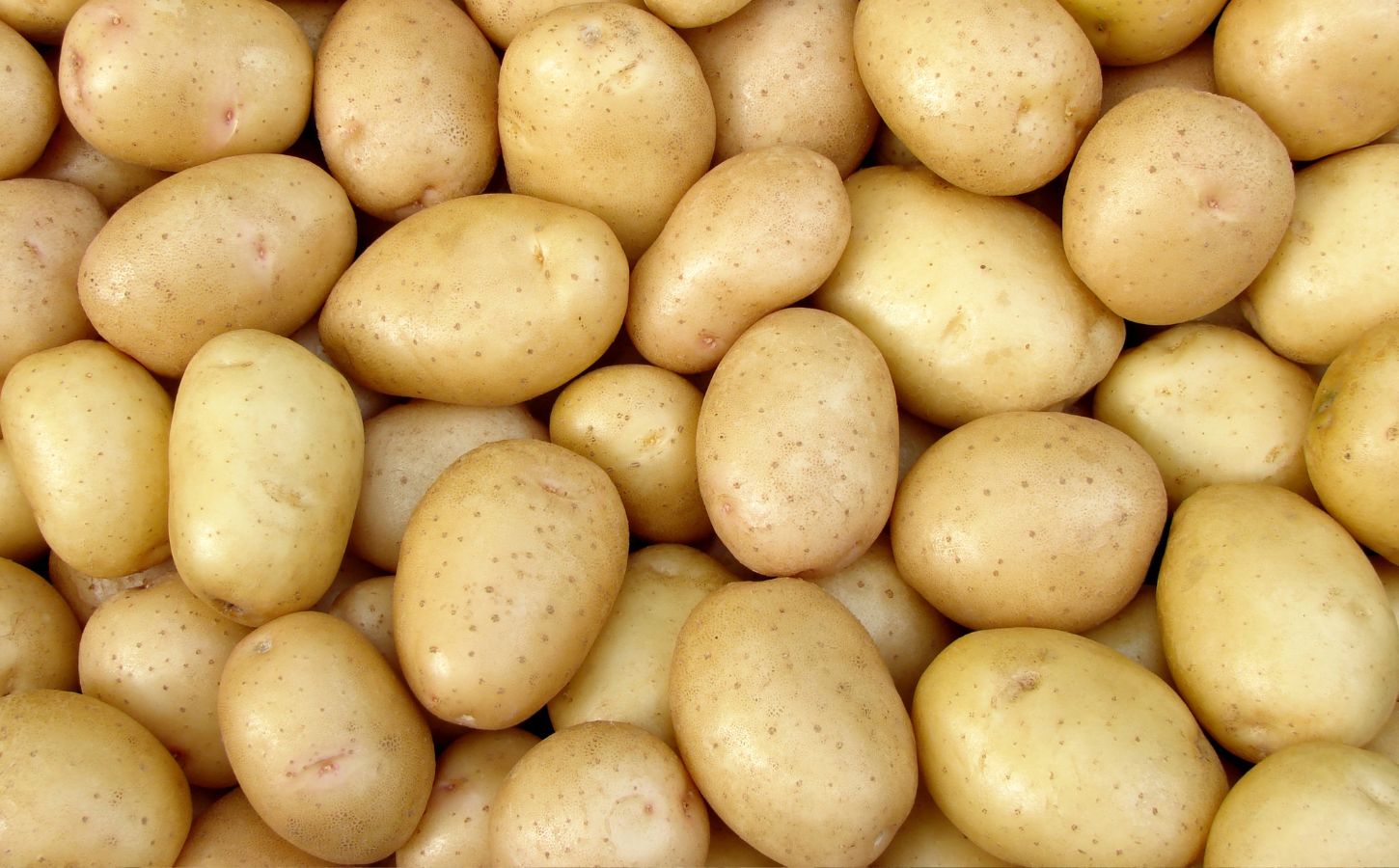 Shot of harvested potato tubers to illustrate article about man who goes on a potato-only diet
