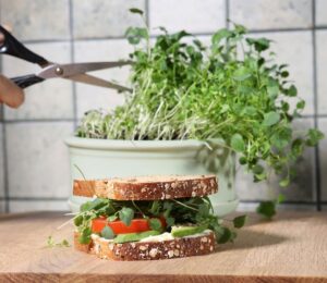 Shot of hand cutting broccoli sprouts with scissors, growing in kitchen, with sandwich in front of sprout pot, to illustrate article about the health benefits of sprouts