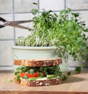 Shot of hand cutting broccoli sprouts with scissors, growing in kitchen, with sandwich in front of sprout pot, to illustrate article about the health benefits of sprouts
