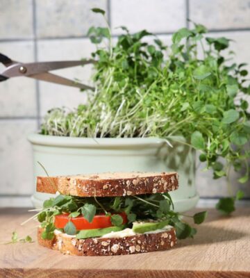 Shot of hand cutting broccoli sprouts with scissors, growing in kitchen, with sandwich in front of sprout pot, to illustrate article about the health benefits of sprouts