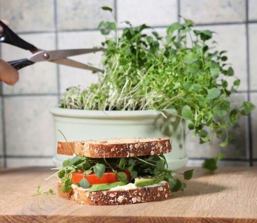 Shot of hand cutting broccoli sprouts with scissors, growing in kitchen, with sandwich in front of sprout pot, to illustrate article about the health benefits of sprouts