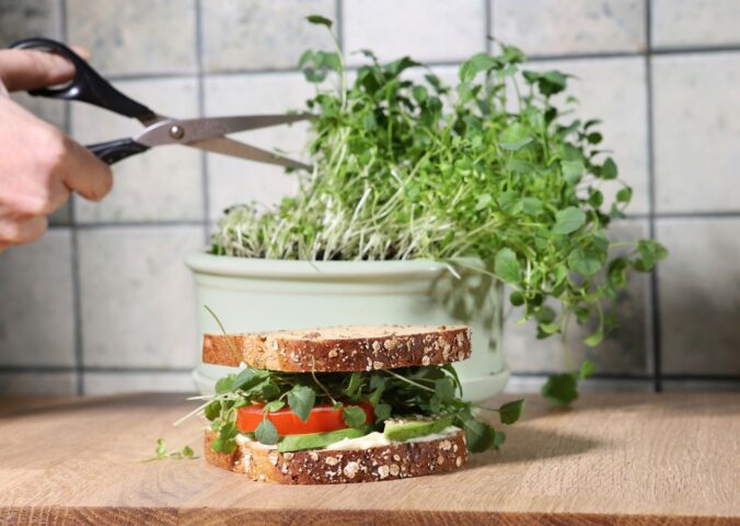 Shot of hand cutting broccoli sprouts with scissors, growing in kitchen, with sandwich in front of sprout pot, to illustrate article about the health benefits of sprouts