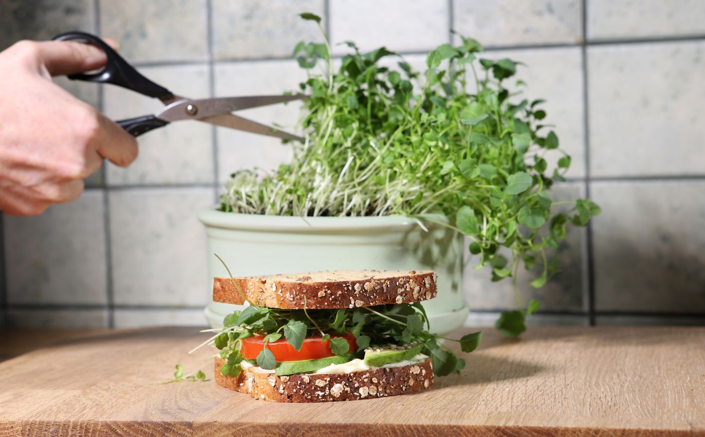 Shot of hand cutting broccoli sprouts with scissors, growing in kitchen, with sandwich in front of sprout pot, to illustrate article about the health benefits of sprouts
