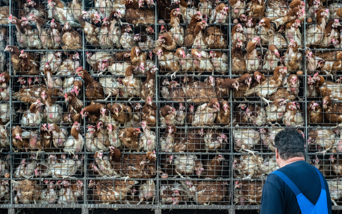 Photo shows a wall of cages with battery hens in. A new documentary has warned that AI technology and LLMs could either revolutionize animal welfare or worsen factory farming conditions