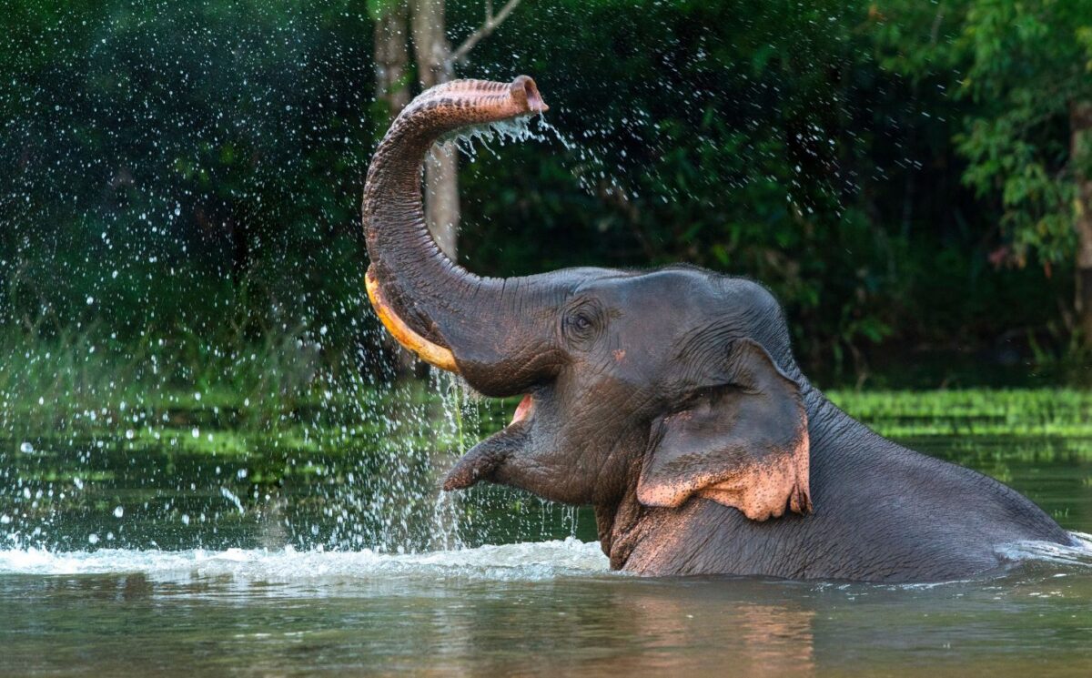 Photo shows a male Asian elephant spraying himself with water. The Indonesian government just banned elephant rides in zoos and conservation centers nationwide