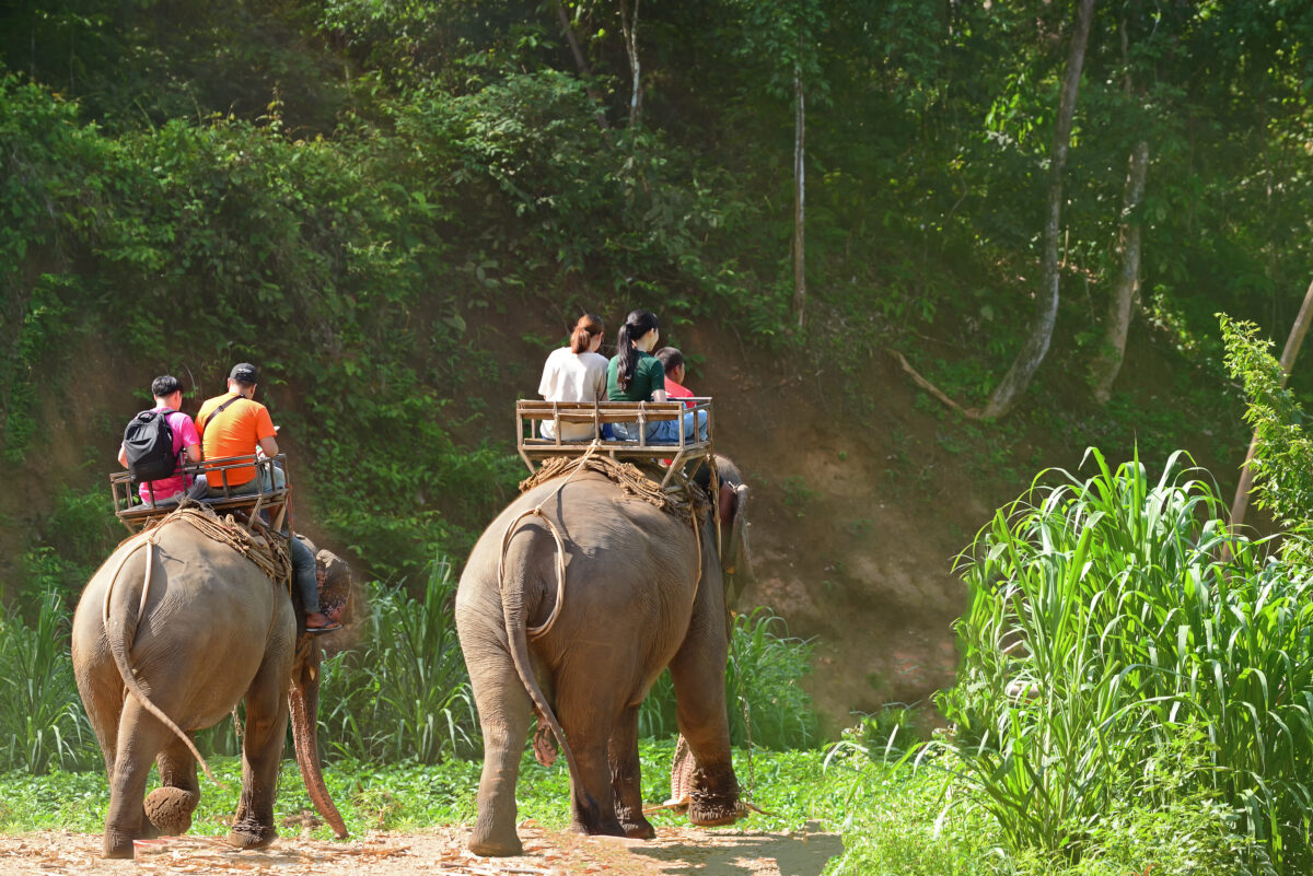 Photo shows two elephants walking in the jungle with people and saddles on their backs