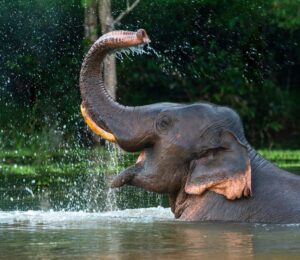 Photo shows a male Asian elephant spraying himself with water. The Indonesian government just banned elephant rides in zoos and conservation centers nationwide