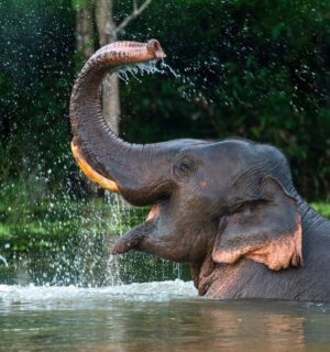 Photo shows a male Asian elephant spraying himself with water. The Indonesian government just banned elephant rides in zoos and conservation centers nationwide