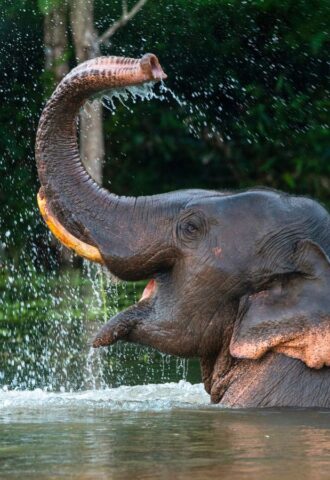 Photo shows a male Asian elephant spraying himself with water. The Indonesian government just banned elephant rides in zoos and conservation centers nationwide