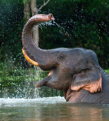 Photo shows a male Asian elephant spraying himself with water. The Indonesian government just banned elephant rides in zoos and conservation centers nationwide